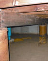 Mold and rot thriving in a dirt floor crawl space in Los Angeles