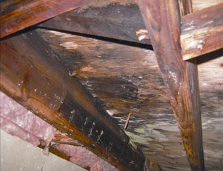 mold and rot in a Long Beach crawl space